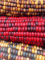 Three cobs of corn displayed with color.